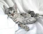 The Bengal Cat Directory – Resource for Bengal Cats ...