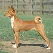 Basenji puppies for sale - PupCity