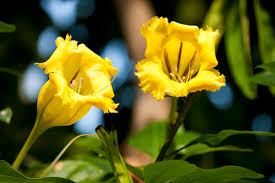 Image result for Solandra maxima