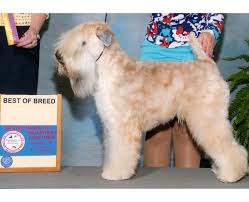 Purchased from reputable breeder at 8 weeks. Home Wheaten Terrier Breeder Fort Walton Beach Fl