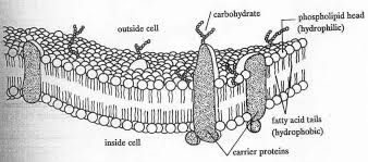 From filtration in the kidneys. 9 Worksheets Ideas Biology Classroom Biology Lessons Cell Membrane