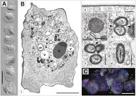 Sci files posts all kinds of. Marine Amoebae With Cytoplasmic And Perinuclear Symbionts Deeply Branching In The Gammaproteobacteria Scientific Reports