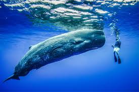 Sebelum pemburuan ikan paus bermula dengan aktif, terdapat lebih daripada sejuta ekor ikan paus sperma di lautan dan kini, hanya terdapat kurang daripada 20% jumlah asal. 6 Fakta Paus Sperma Makhluk Terbesar Di Dunia