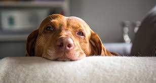 Other dogs appear to be downright grumpy. Side Effects Of Steroids In Dogs Trudell Animal Health
