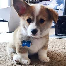 Pin By Melissa Koksal On Cute Corgi Puppy Rule The World Cute Corgi Cute Baby Animals Cute Corgi Puppy