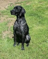 My Handsome Black Roan Gsp Hunde Deutsch Kurzhaar Kurze Haare