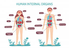 cartoon human body anatomy male and female internal organs