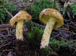 Image result for Suillus wasatchicus