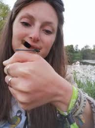 The Beaver and the Bee