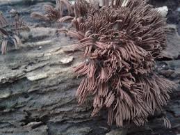 Image result for Stemonitis splendens
