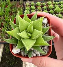 Image result for Euphorbia baylissii