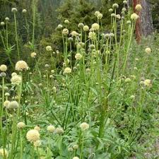 Image result for Cephalaria pungens