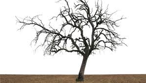 Cela est dû à une sorte d'hibernation provoquée par l'arbre afin d'être les racines de l'arbre sont protégées par le sol, son tronc et ses branches par l'écorce, seules ses feuilles restent exposées et brûlent trop d'énergie. Comment Reconnaitre Qu Un Arbre Est Malade Magazine M6meteo