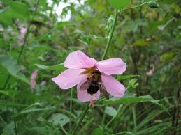 Image result for Kosteletzkya grantii