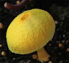 إن الحمد لله نحمده ونستعينه ونستهديه ونشكره ونعوذ بالله من. Yellow Mushrooms In Potted Plants