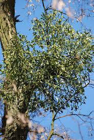 Image result for Viscum bagshawei