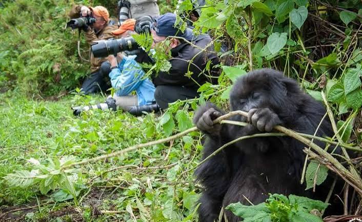 Gorilla trekking in Bwindi: Peak Season Express: Kigali to Bwindi