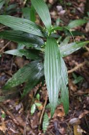 Image result for Corymborkis