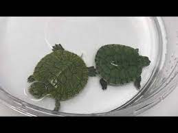 Red Eared Slider Turtle For Sale Online Baby Red Ear Slider Turtles For Sale Online
