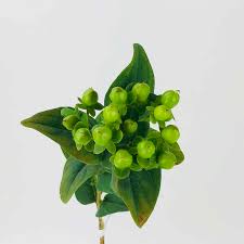 Image result for Hypericum