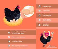 See more ideas about chickens backyard, raising chickens, chickens. Australorp Chickens Everything You Need To Know
