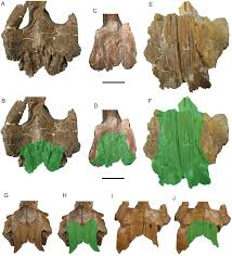 Image result for Dinophora