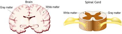 When any foreign particle enters the respiratory system then it irritates the respiratory epithelium and sends a signal to the brain through the 5th trigeminal nerve. Brain Anatomy And How The Brain Works Johns Hopkins Medicine