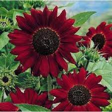Sebagai tambahan, bunga matahari jenis velvet queen dapat menghasilkan 5 hingga 8 kelopak dalam satu. Benih Biji Bunga Matahari Red Velvet Red Velvet Queen Sunflower Unggul Shopee Indonesia