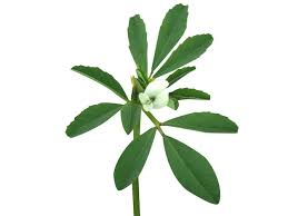 Image result for Trigonella