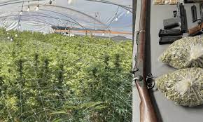 Every bloom on a tomato plant can in fact produce a tomato. Oug9ikkpnoqb6m