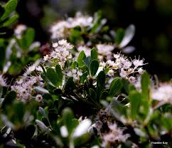 Image result for Terminalia randii