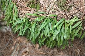 Image result for Lepisorus schraderi