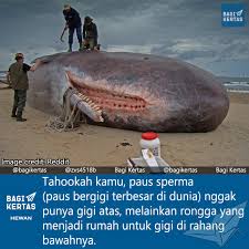 Paus sperma raksasa vs megalodon ! Bagi Kertas Paus Sperma Atau Sperm Whale Merupakan Paus Facebook