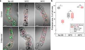 Step by step solution by experts to help you in doubt clearance & scoring excellent marks in exams. Apoptosis Is Not Conserved In Plants As Revealed By Critical Examination Of A Model For Plant Apoptosis Like Cell Death Bmc Biology Full Text