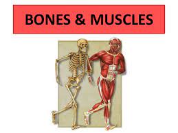 If you want to build an overall picture of the main joints of the skeletal muscle is mainly involved in moving bones and the type of muscle typically referred to in anatomy. Bones And Muscles