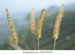 Image result for Setaria sphacelata