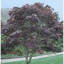 24 Inch Yellow Bloodgood Japanese Maple Feature Tree In Pot With Soil L1088 Lowes Com Bloodgood Japanese Maple Tree In Pot Japanese Maple