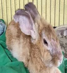 Image result for scabies rabbits ears