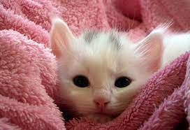 It scrapes the protective outer shell off of insects. Diatomaceous Earth For Cats