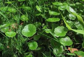 Di lapangan, infeksi alami oleh rsc sering ditemukan pada jenis kepok atau jenis pisang yang sering digunakan sebagai bahan baku produk pisang olahan, yang memiliki genom dengan. Jenis Tanaman Obat Lengkap Dari A Z Beserta Gambar Dan Khasiatnya Bibit Online