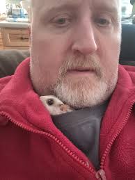 Sugar Glider Showoff