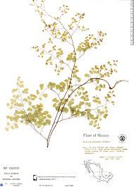 Image result for Adiantum poiretii