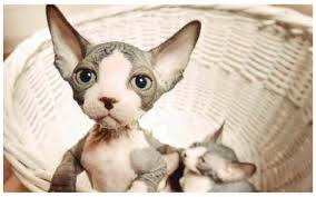 Kohana cats are extremely rare and you probably won't find them for sale. Hairless Cats The Ultimate Guide Of Hairless Cat Breeds