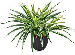 Image result for Chlorophytum pauper