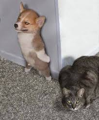 Funny Cat Dog Hide Seek Funny Joke Meme Pictures Smeshnye Fotografii Zhivotnyh Smeshnye Mordy Zhivotnyh Zabavnye Zveryushki