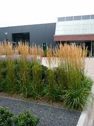 Hochwertige heimische urlaubsoasen seit 70 jahren erfahrung familienunternehmen in der 3. Calamagrostis Acutiflora Karl Forster Forsters Garten Reitgras Forsters Sandrohr