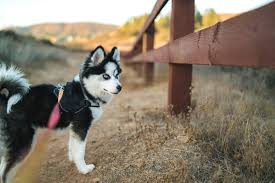 Once your husky reaches six months of age, you should be able to tell if they're going to be on the smaller side or larger side of the spectrum. Miniature Husky What To Know About Mini Huskies Breed All Things Dogs All Things Dogs