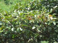 Image result for Sterculia tragacantha