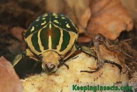 Image result for Vernonella chthonocephala