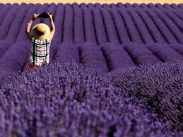 Committee to focus on biodiversity conservation. Farmer Distress Farmers Earning As Much As Rs 3 Lakh Per Acre By Cultivating Herbs